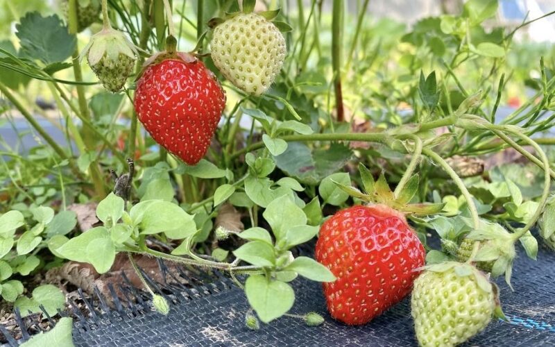 【北海道の生産者が解説】イチゴとは？実はベリーの仲間！味・旬・栄養・ブルーベリーとの違いをわかりやすく紹介
