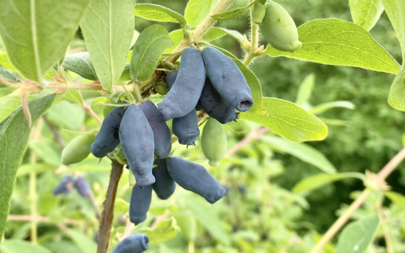 【北海道の生産者が解説】ハスカップとは？味・栄養・旬・ブルーベリーとの違いまでわかりやすく紹介