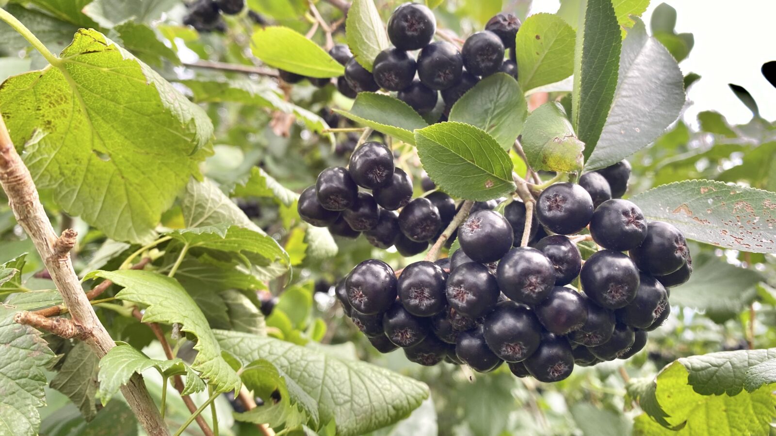 【北海道の生産者が解説】アロニアとは？味・旬・栄養・ブルーベリーとの違いをわかりやすく紹介