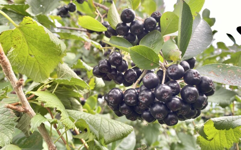 【北海道の生産者が解説】アロニアとは？味・旬・栄養・ブルーベリーとの違いをわかりやすく紹介