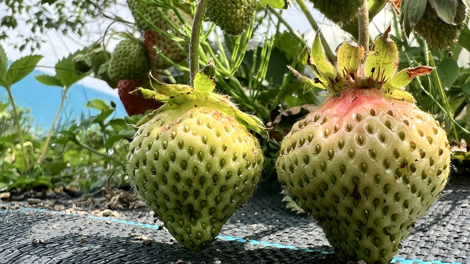 イチゴ