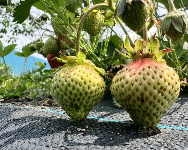 イチゴ