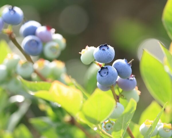 ブルーベリー