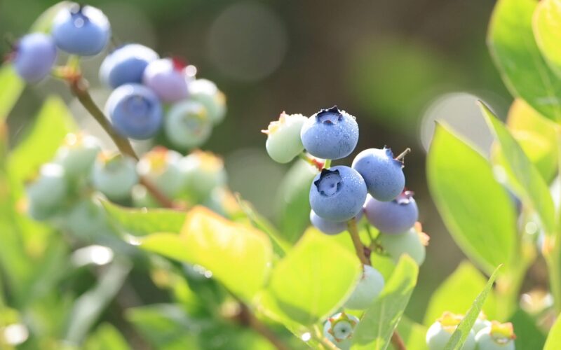【北海道の生産者が解説】ブルーベリーとは？味・旬・栄養・ハスカップとの違いをわかりやすく紹介