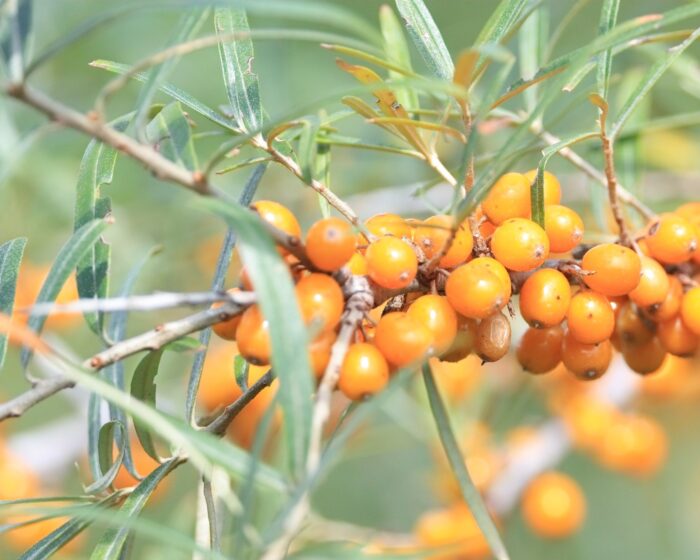 シーベリー、サジー、スナジグミ