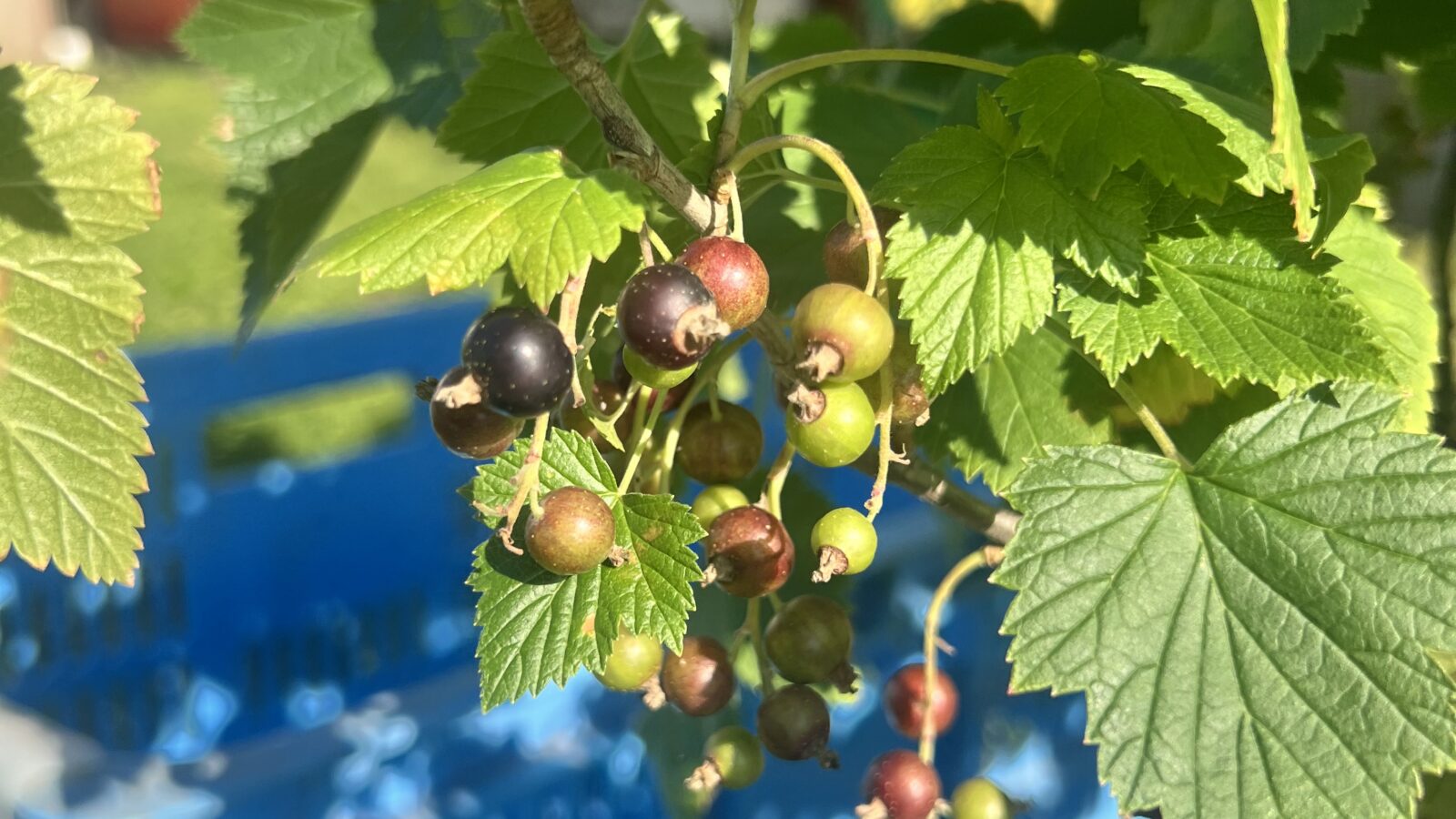 【北海道の生産者が解説】カシスとは？味・旬・栄養・ブラックカラントとの違いをわかりやすく紹介