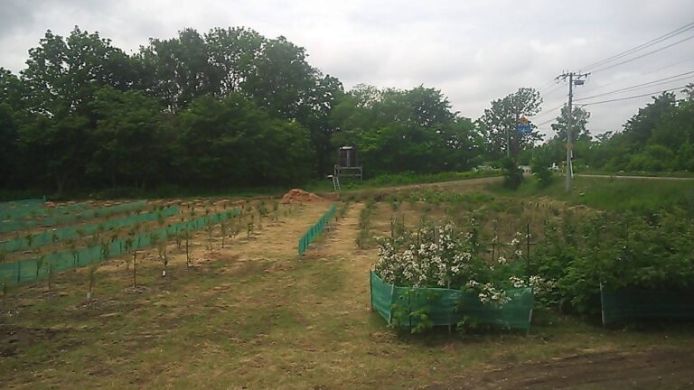 ベリー各種本格植付開始