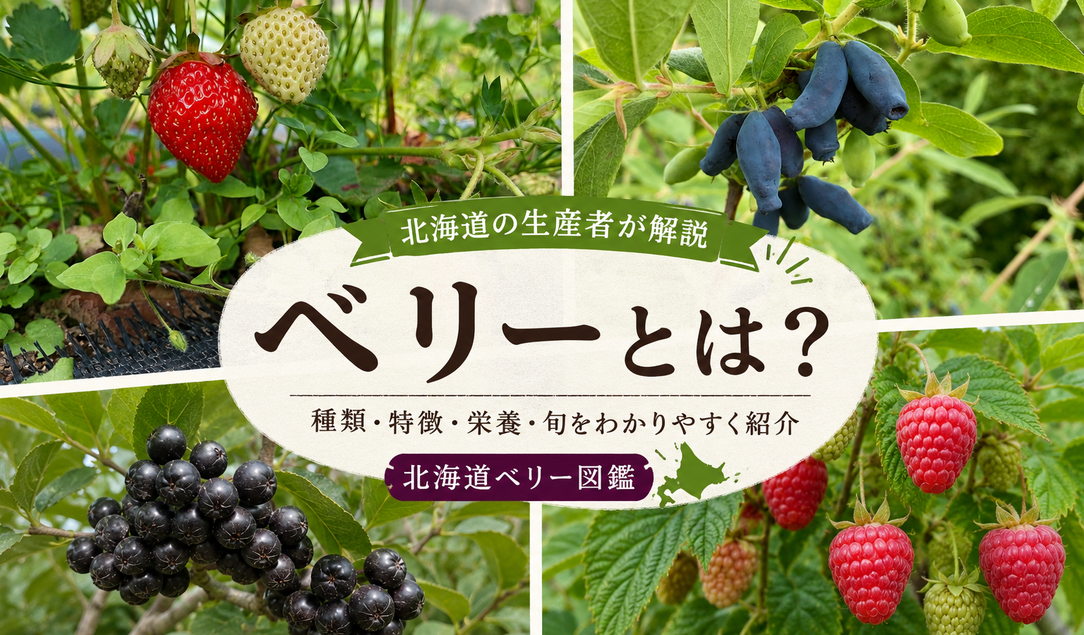 【北海道の生産者が解説】ベリーとは？種類一覧・特徴・栄養をわかりやすく紹介｜北海道ベリー図鑑