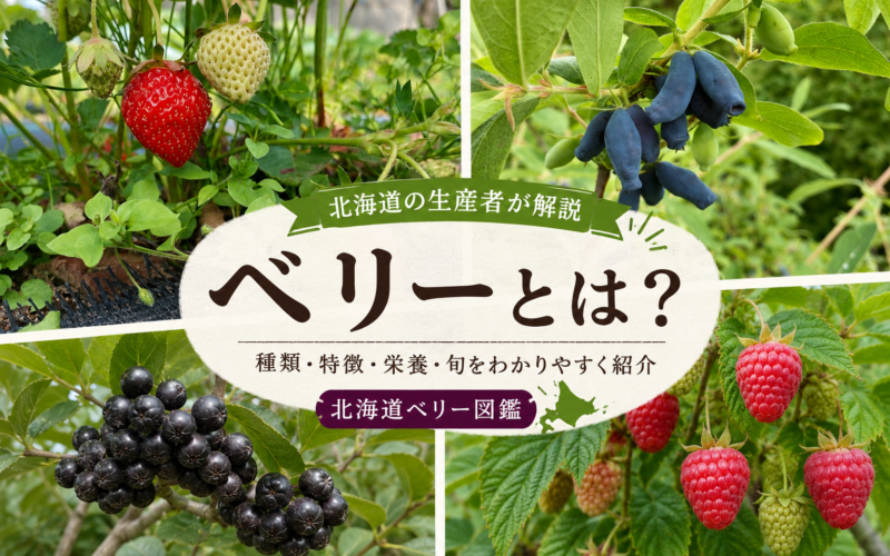 【北海道の生産者が解説】ベリーとは？種類一覧・特徴・栄養をわかりやすく紹介｜北海道ベリー図鑑